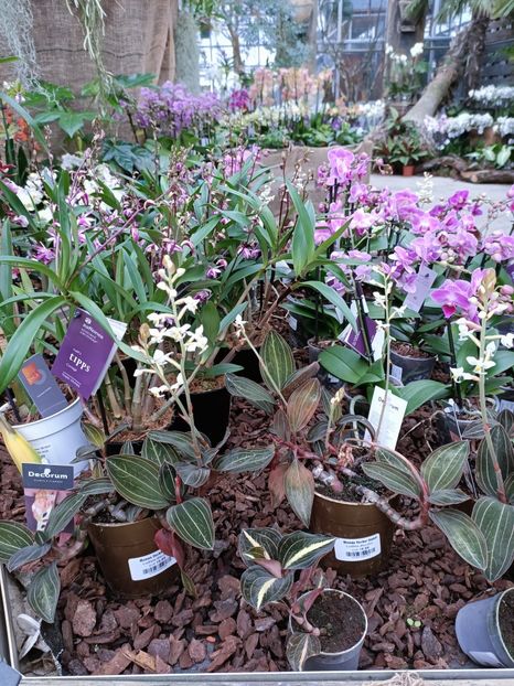 Img.2023.01.18 - Expoziția de orhidee