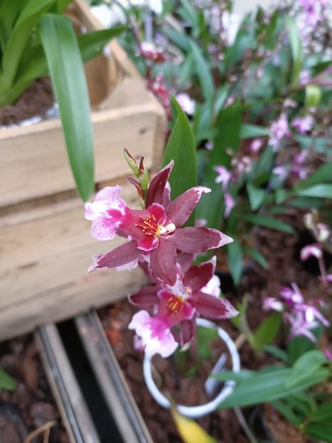 Img.2023.01.18 - Expoziția de orhidee