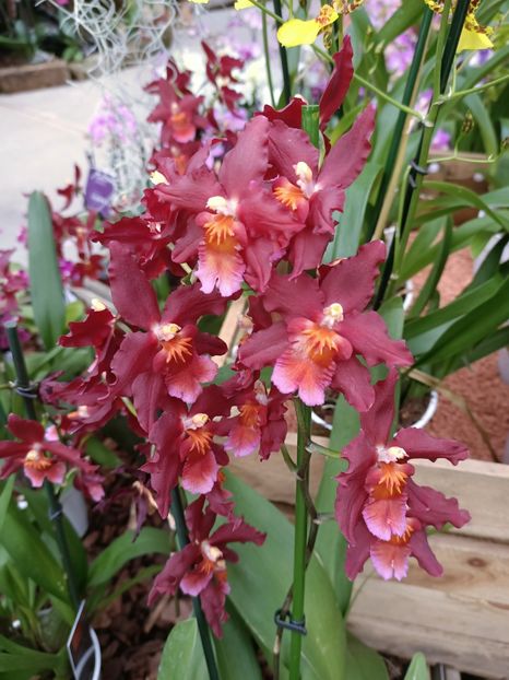 Img.2023.01.18 - Expoziția de orhidee