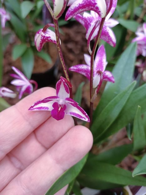 Img.2023.01.18-dendrobium "kiningianum Shplash" - Expoziția de orhidee
