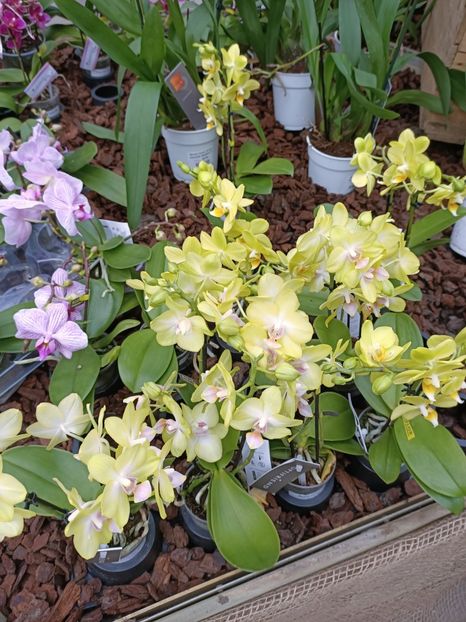 Img.2023.01.18 - Expoziția de orhidee
