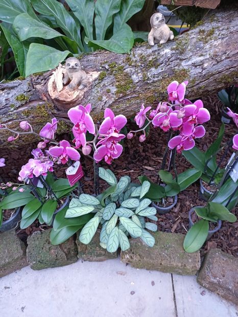 Img.2023.01.18 - Expoziția de orhidee