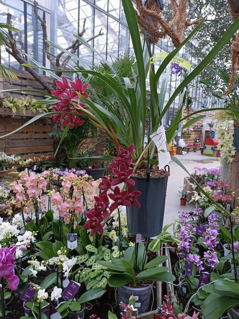 Img.2023.01.18 - Expoziția de orhidee