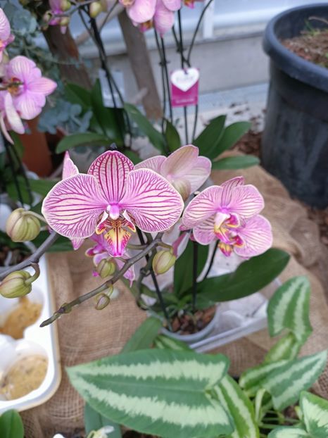 Img.2023.01.18 - Expoziția de orhidee