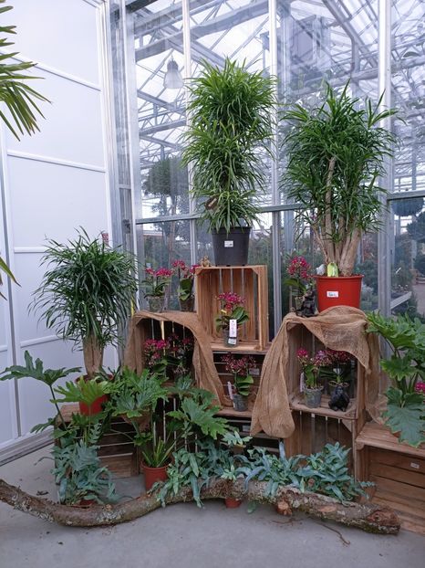 Img.2023.01.18 - Expoziția de orhidee