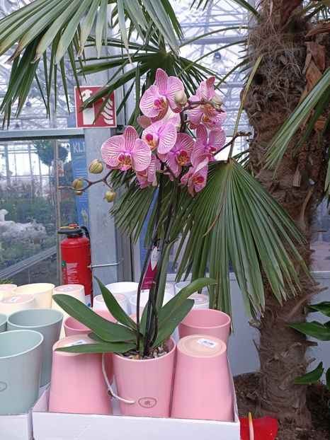 Img.2023.01.18 - Expoziția de orhidee