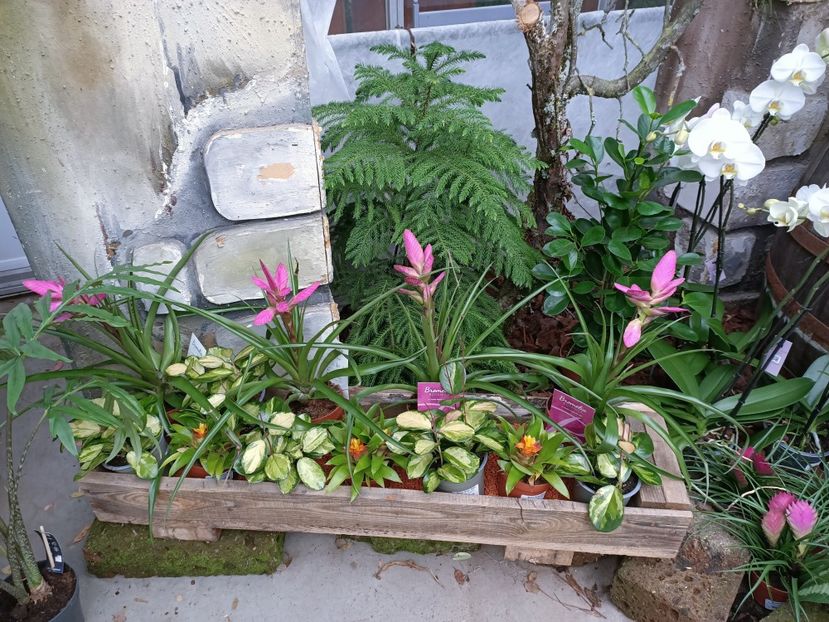 Img.2023.01.18 - Expoziția de orhidee