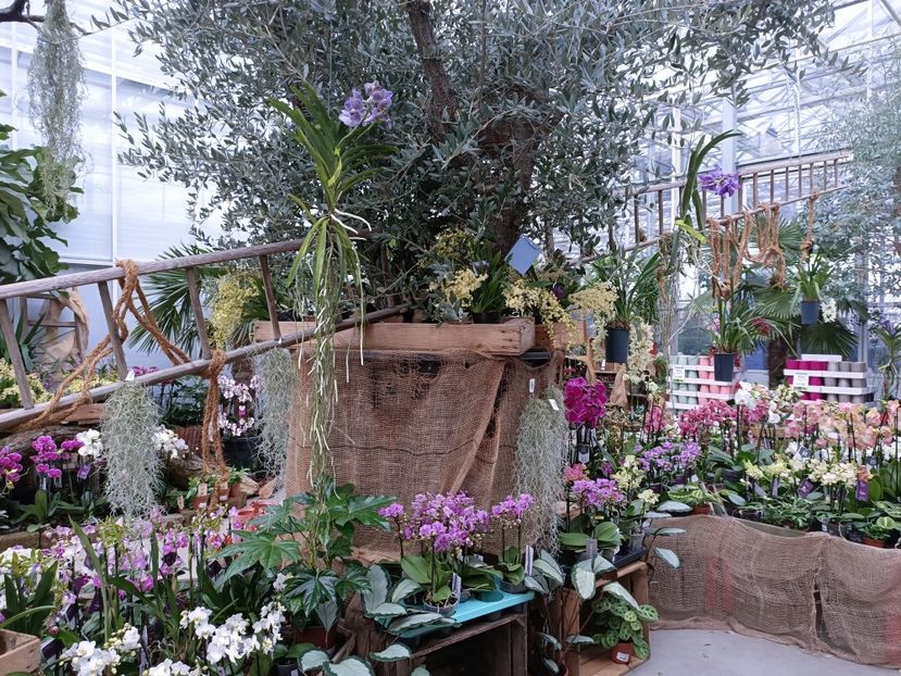 Img.2023.01.18 - Expoziția de orhidee
