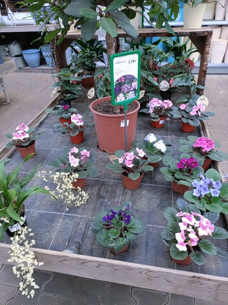 Img.2023.01.18 - Expoziția de orhidee