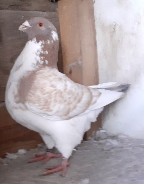 Sacrificat. - Agh vanduti 2019-2020-2021-2022-2024 2025