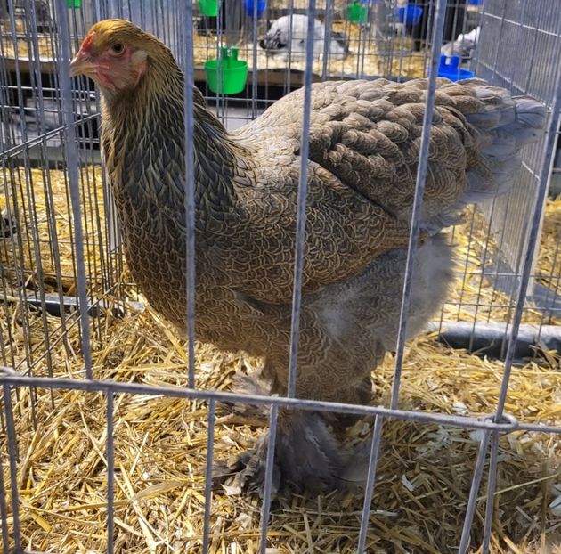 Screenshot_20221214_093304 - a__Pui și tineret brahma 2022