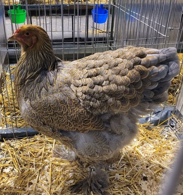 Screenshot_20221214_093546 - a__Pui și tineret brahma 2022