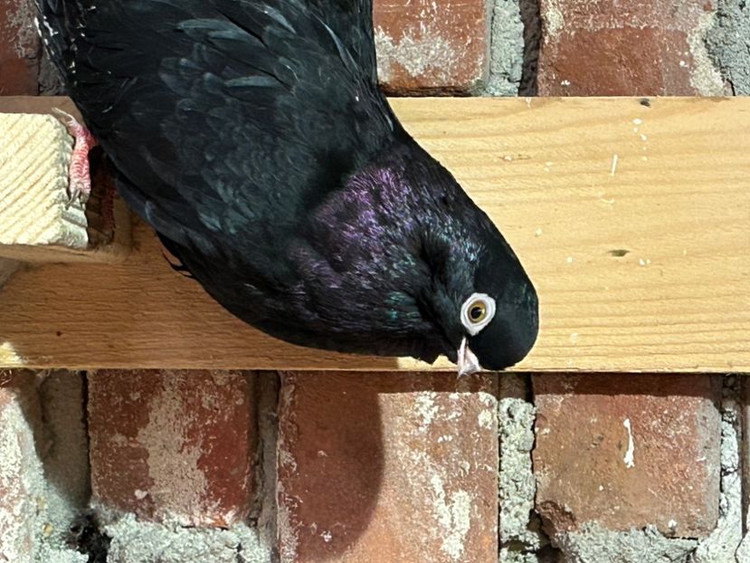 3EF04C55-7D65-4081-82AC-2A32ACC64DD7 - Negri turci