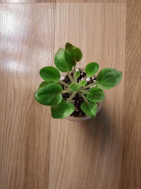  - OS-Elfiyskiy Tsvetok