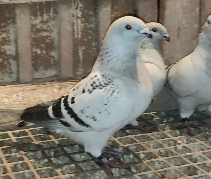 PL22-A2374 ARCHIWUM - i- MLODE -2022- Youth