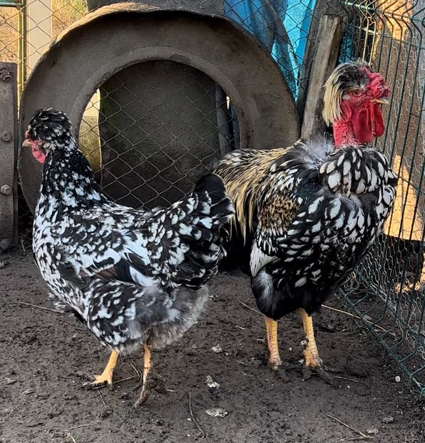 6354F660-4A23-4837-813D-9EBA6B13AA21 - 2023 - Cocosi si gaini- Familia 2 - Albastre si bobate