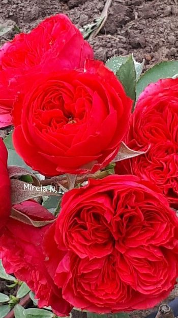  - Crimson Flower Circus