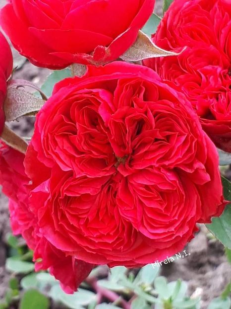  - Crimson Flower Circus