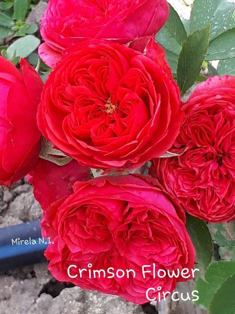  - Crimson Flower Circus