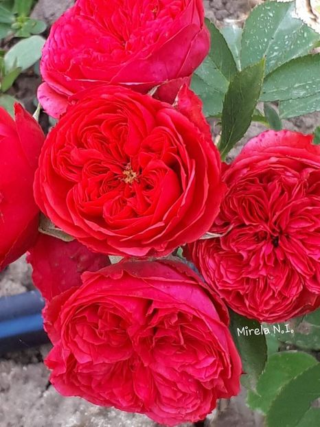  - Crimson Flower Circus