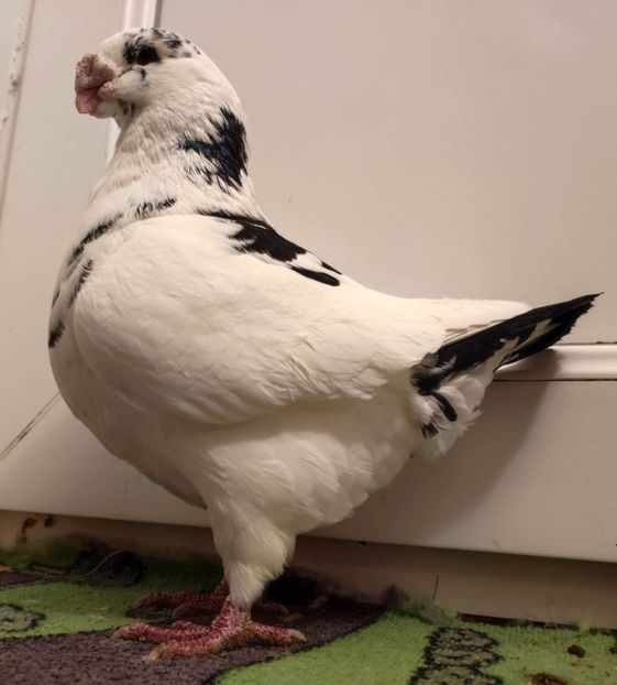 M 2021 - Matca AGH 2023