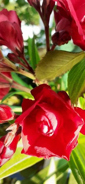 received_551512829991992 - Leandru