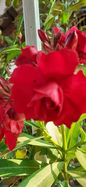 received_1306908626717831 - Leandru