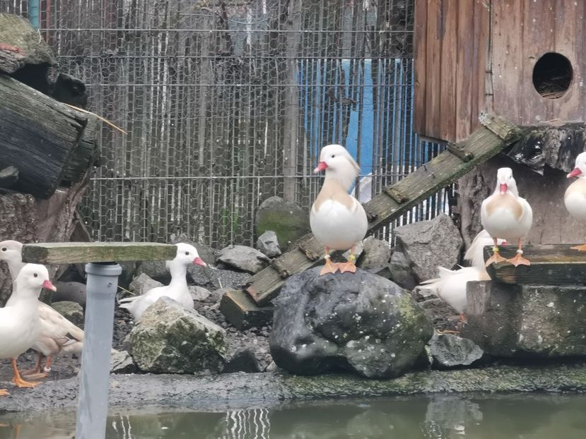  - Rate Mandarine Albe