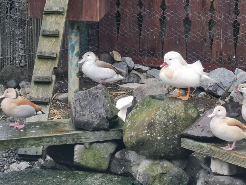  - Rate Mandarine Albe