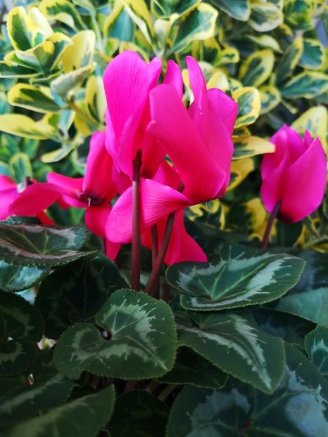 Cyclamen fucsia ❤️ - 0 0 2023