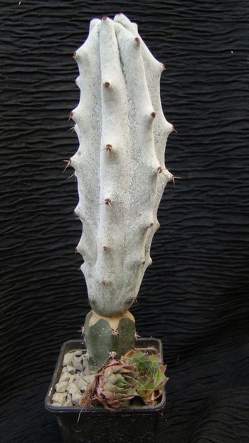 Stenocereus beneckei - Stenocereus