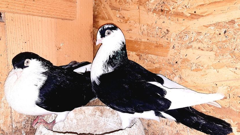 Perechea  2 - B - Perechi 2023