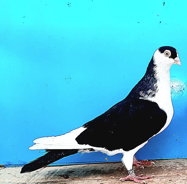 4735  mascul  2022 - Plecați ALBUM 4