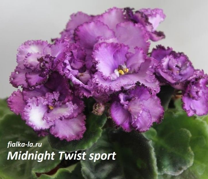  - Midnight Twist sport zzz