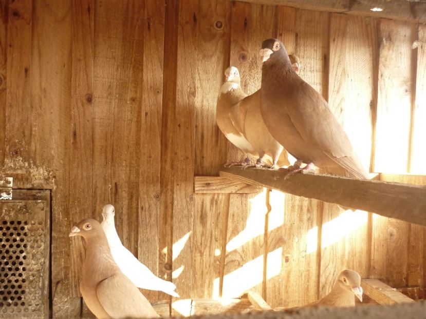 P1190823 - Voiajori ornament 2023