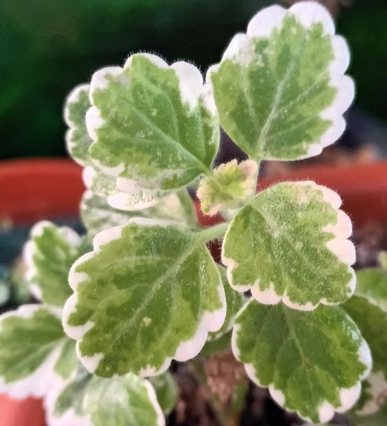 In toamna, albul s-a colorat in roz de la frig - Iarna pe balcon