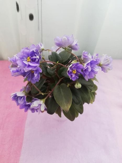 20 ian - LE Buketik Origamy