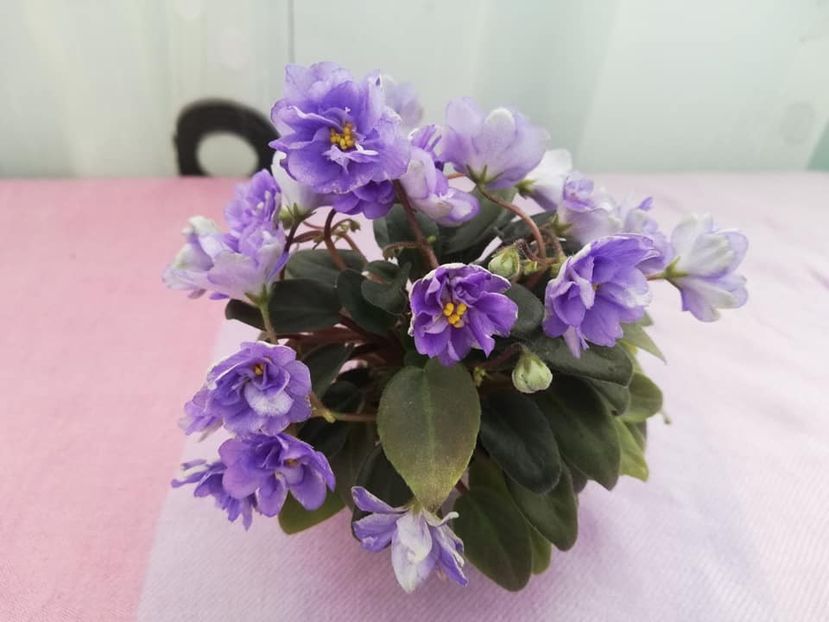 20 ian - LE Buketik Origamy