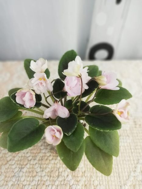 5 ian - LE Vanilla Sky