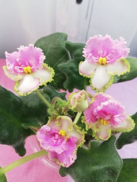 20 ian - Vat Sinicha