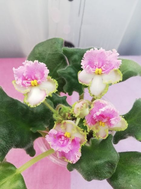 20 ian - Vat Sinicha