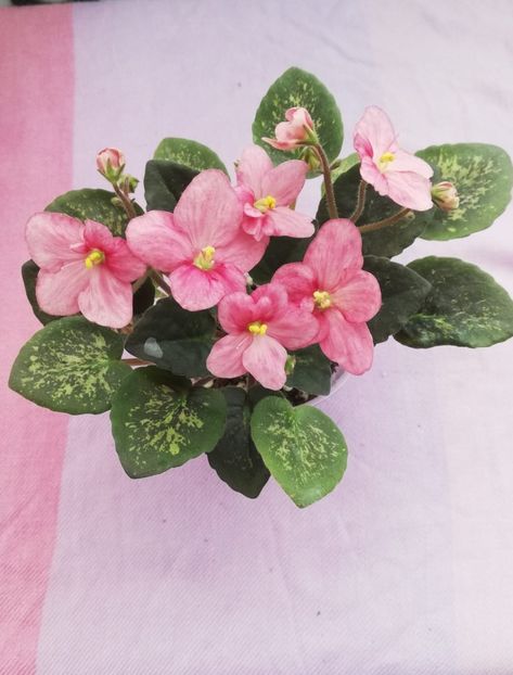 20 ian - Mac s Freckled Faced Redhead