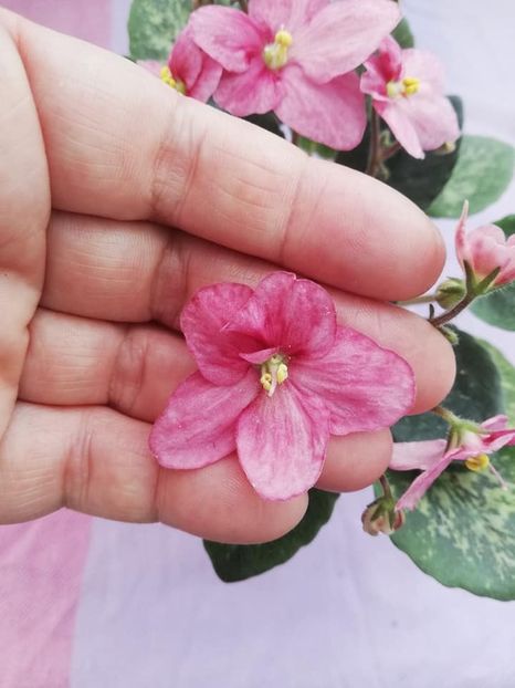 20 ian - Mac s Freckled Faced Redhead