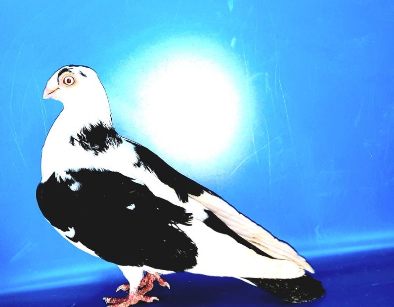 femelă  2017 - Plecați ALBUM 4