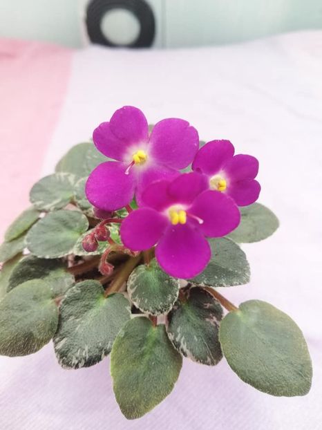 20 ian - Lil Ballerina