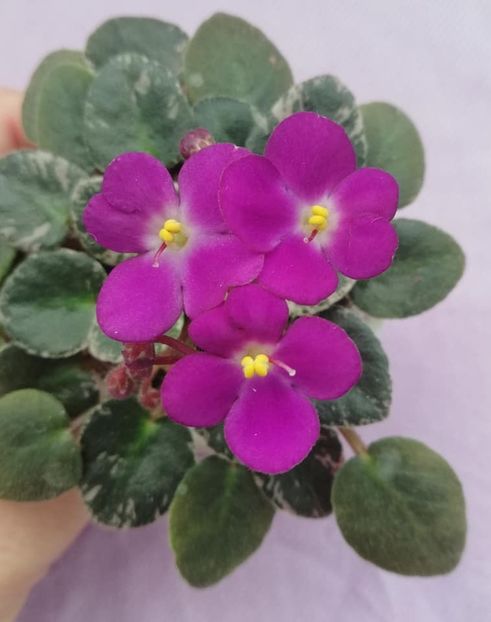 20 ian - Lil Ballerina