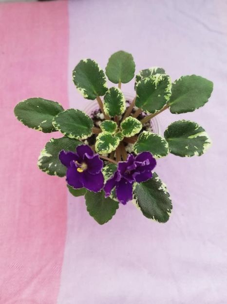 20 ian - Aca s Daphne