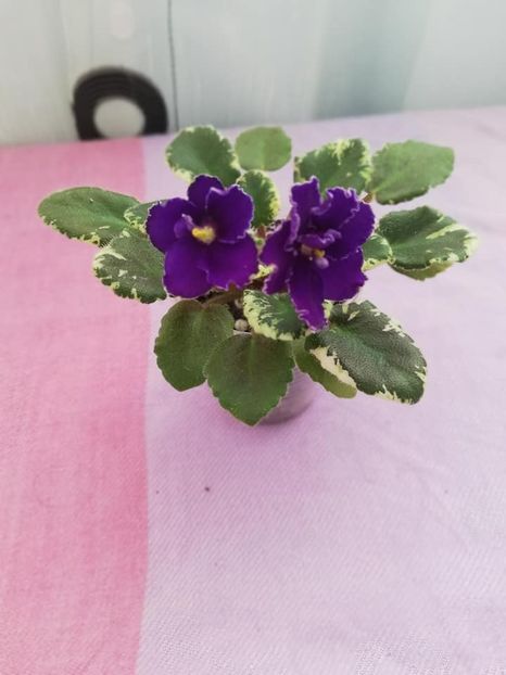 20 ian - Aca s Daphne