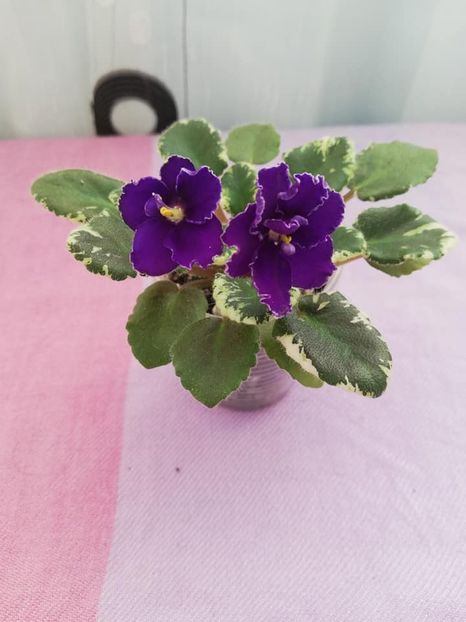 20 ian - Aca s Daphne