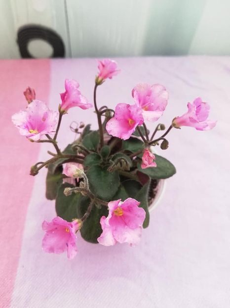 20 ian - Imp s Fortuitous Fancy